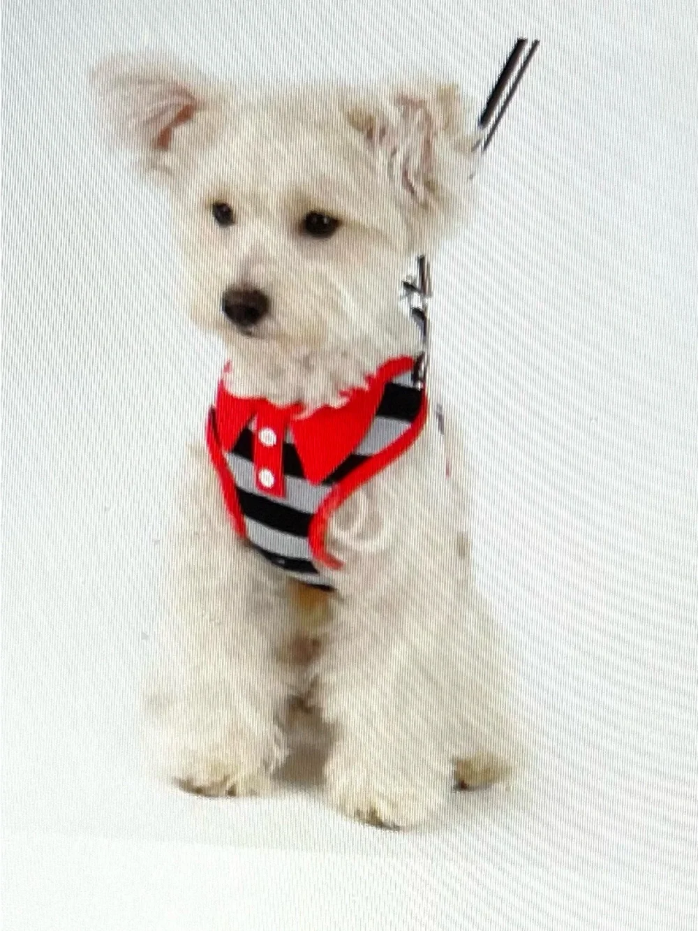 Green Striped Dog Harness & Leash Set Medium